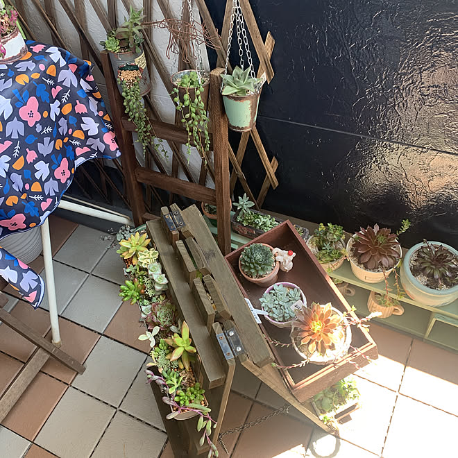 ラダーラック 雨樋 多肉植物 ベランダガーデニング 多肉寄せ植え などのインテリア実例 22 05 24 11 31 00 Roomclip ルームクリップ