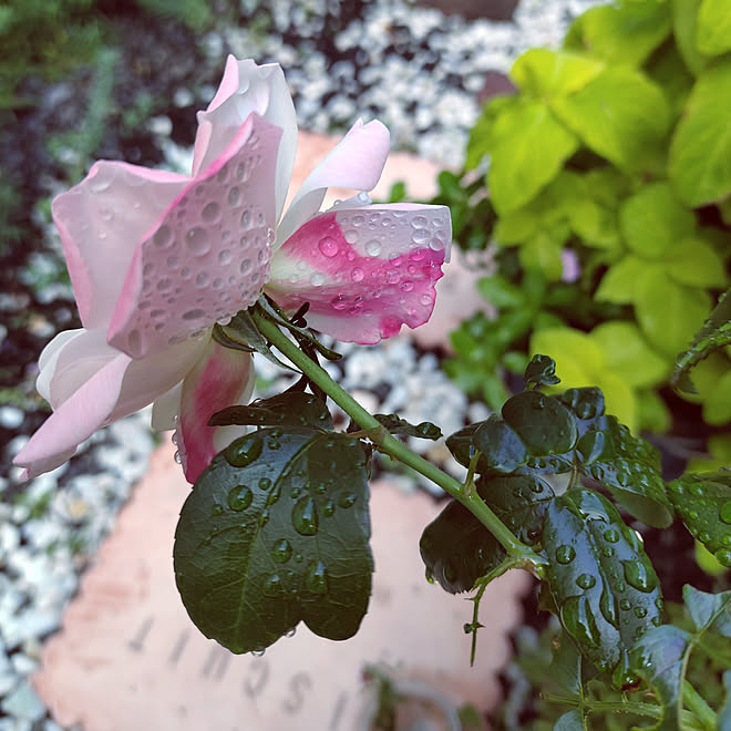 小さな庭で楽しむ 薔薇 北側の庭 カインズホーム カインズの煉瓦 などのインテリア実例 21 10 02 09 24 38 Roomclip ルームクリップ