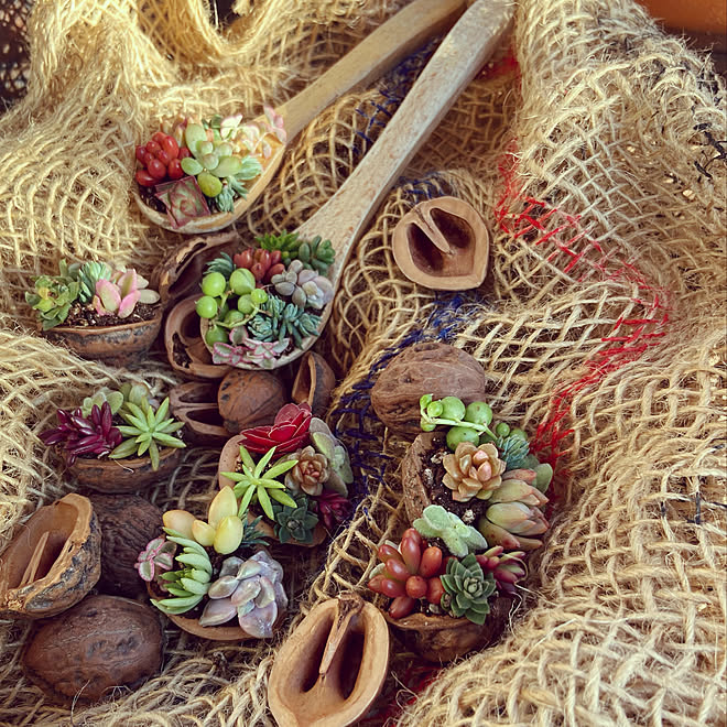 木製スプーン 多肉植物寄せ植え ネルソル くるみの殻のインテリア実例 12 06 27 39 Roomclip ルームクリップ
