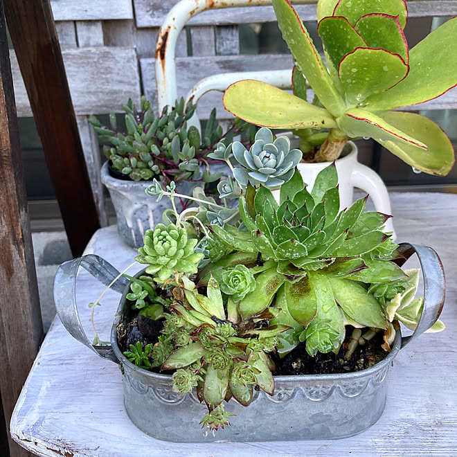 多肉ちゃん 子だくさん ルビーネックレス 多肉植物寄せ植え 心地よい暮らし などのインテリア実例 21 05 29 19 24 36 Roomclip ルームクリップ