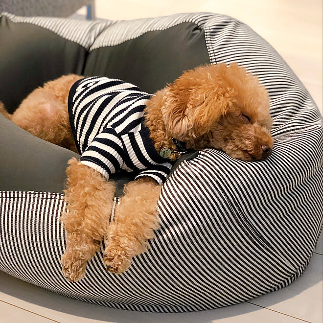 トイプードル ニトリクッションカバー デニム生地 ビーズクッション ペットと暮らすインテリア などのインテリア実例 21 02 11 22 48 30 Roomclip ルームクリップ