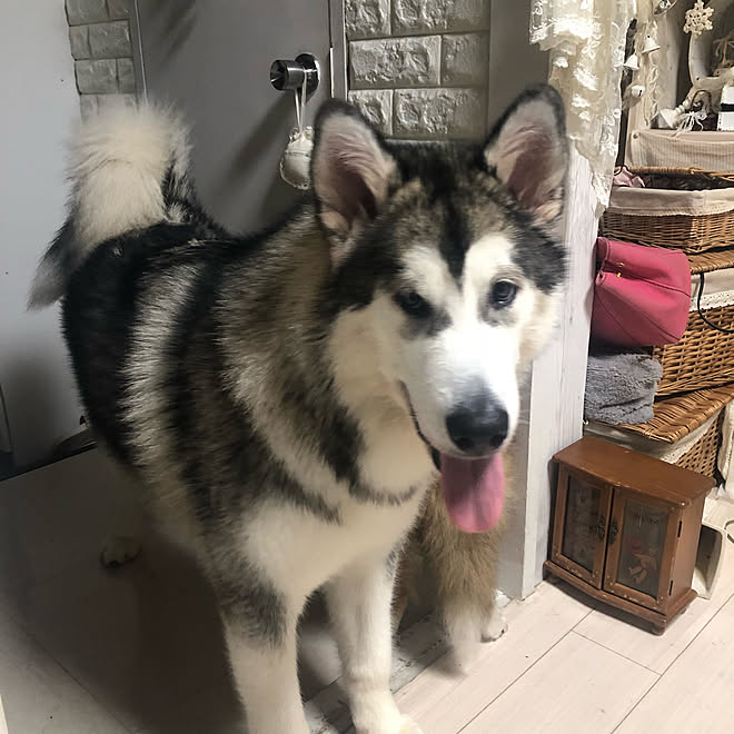 ホワイトインテリア 愛犬と暮らす 超大型犬 愛犬 アラスカンマラミュート などのインテリア実例 19 10 22 32 11 Roomclip ルームクリップ