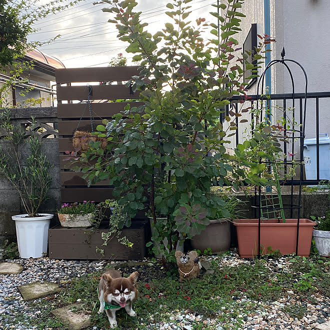 鉢割れる オリーブの木植え替えました オリーブの木 ドライフラワー ローズ などのインテリア実例 22 07 27 08 46 24 Roomclip ルームクリップ