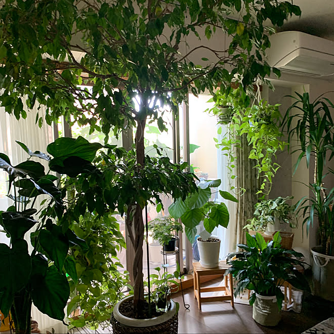 ウンベラータ クワズイモ ベンジャミン 観葉植物のある暮らし グリーン などのインテリア実例 22 09 04 15 33 18 Roomclip ルームクリップ ウンベラータ クワズイモ ベンジャミン 観葉植物のある暮らし グリーン などのインテリア実例 22 09 04 15 33 18 Roomclip ルームクリップ