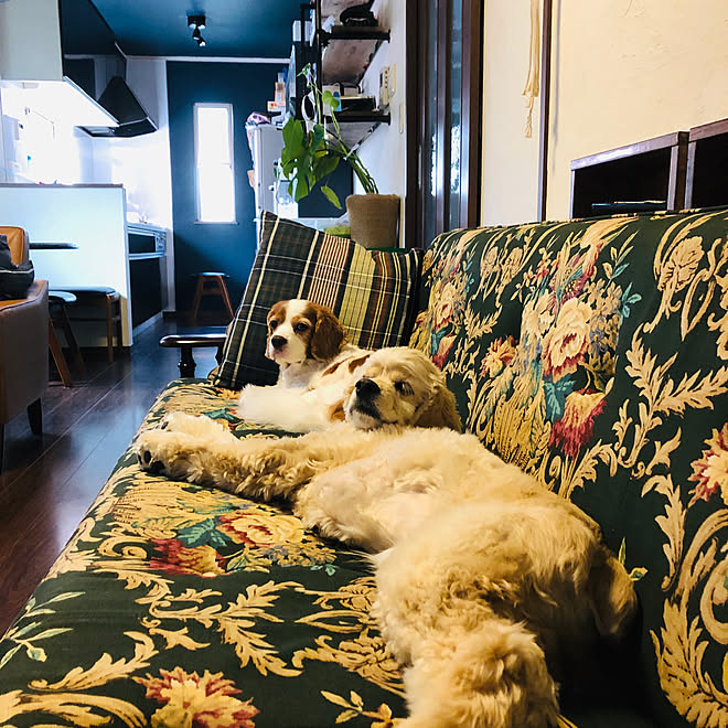 建売 犬のいる暮らし キャバリアキングチャールズスパニエル アメリカンコッカースパニエル 犬と暮らす などのインテリア実例 19 09 11 14 38 38 Roomclip ルームクリップ 建売 犬のいる暮らし キャバリアキングチャールズスパニエル アメリカンコッカースパニエル 犬と暮らす などのインテリア実例 19 09 11 14 38 38 Roomclip ルームクリップ
