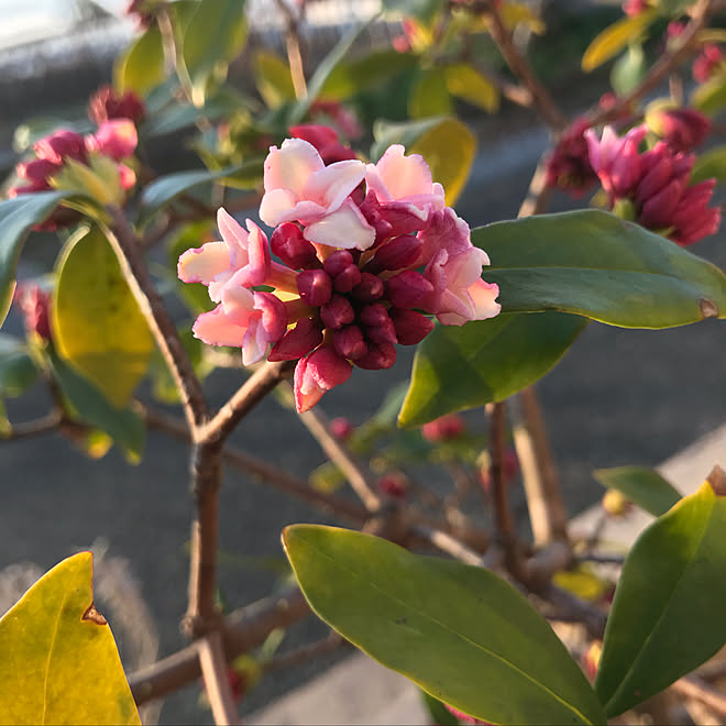 沈丁花 花のある暮らし ガーデニング 花が咲きました 玄関 入り口 などのインテリア実例 19 03 02 07 10 12 Roomclip ルームクリップ