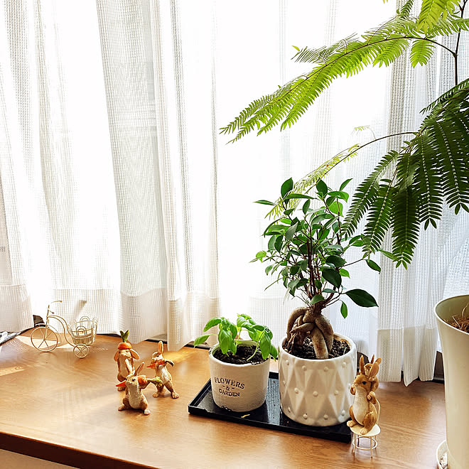 ダイソー雑貨 ガジュマル うさぎの置物 エバーフレッシュ バジル育て中 などのインテリア実例 22 07 10 16 21 24 Roomclip ルームクリップ