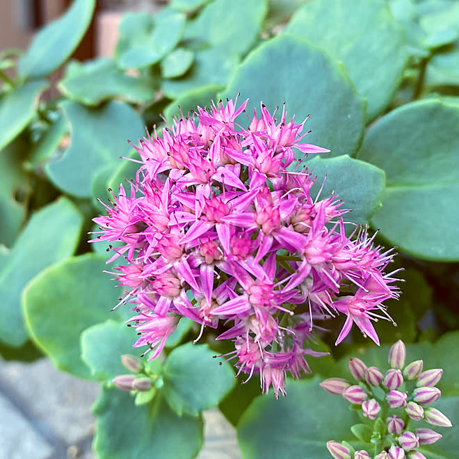 玄関スペース ミセバヤの花 ミセバヤ 玄関 入り口 多肉植物初心者 などのインテリア実例 10 26 17 31 12 Roomclip ルームクリップ 玄関スペース ミセバヤの花 ミセバヤ 玄関 入り口 多肉植物初心者 などのインテリア実例 10 26 17 31 12 Roomclip ルームクリップ