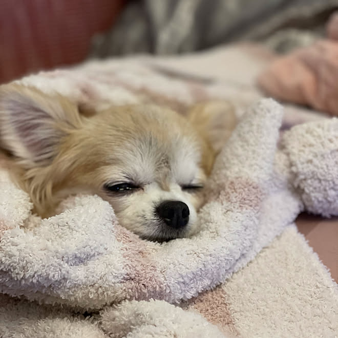 高齢犬のいる生活 ちわわ Iphone12proで撮りました Gelato Pique ブランケット 冬支度 などのインテリア実例 12 06 01 17 Roomclip ルームクリップ