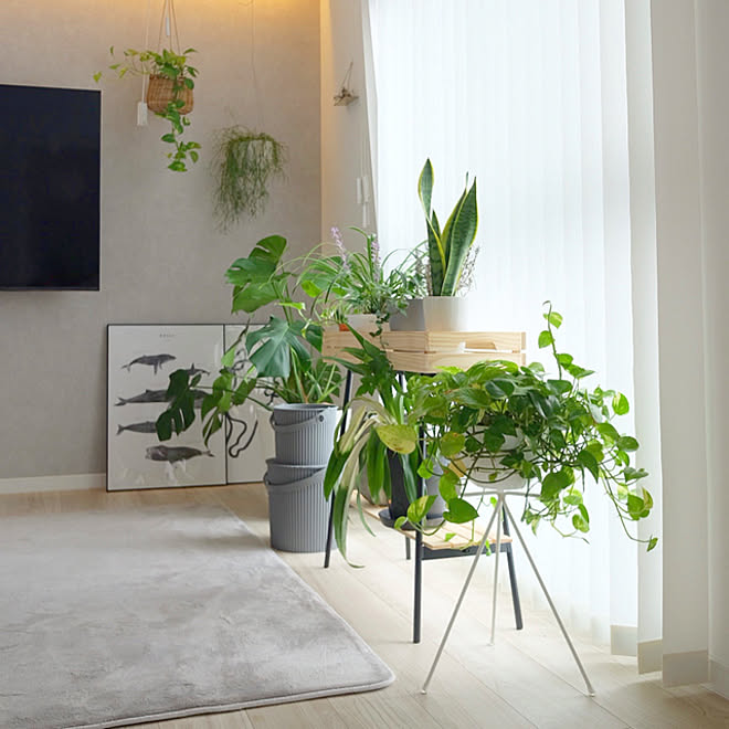 グレーインテリア グリーンのある暮らし 壁掛けテレビ 植物のある暮らし リビング などのインテリア実例 21 11 03 21 29 01 Roomclip ルームクリップ
