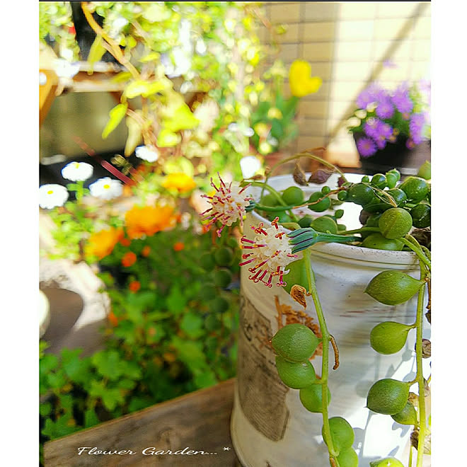 玄関 入り口 植物のある暮らし 自分らしく自由に ベランダガーデン グリーンネックレスの花 などのインテリア実例 21 04 10 18 34 19 Roomclip ルームクリップ 玄関 入り口 植物のある暮らし 自分らしく自由に ベランダガーデン グリーンネックレスの花 などのインテリア実例 21 04 10 18 34 19 Roomclip ルームクリップ