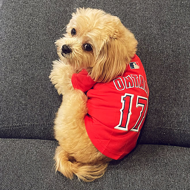 大谷tシャツ 日本の誇り 犬服 大谷翔平 21年 などのインテリア実例 22 01 02 03 55 29 Roomclip ルームクリップ