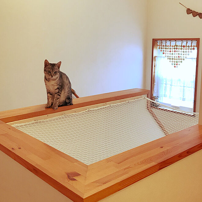 壁 天井 転落防止ネット 階段 保護猫 猫と暮らす などのインテリア実例 18 01 30 14 48 15 Roomclip ルームクリップ