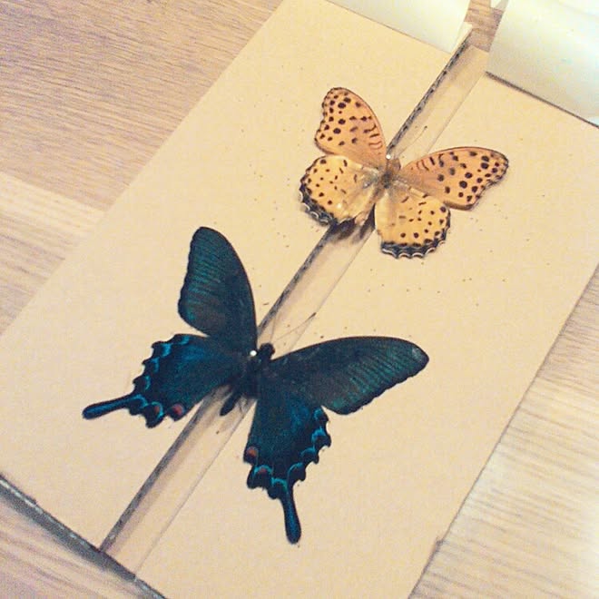 バス トイレ 標本 蝶 てんしばん ミヤマカラスアゲハ などのインテリア実例 15 10 11 21 27 43 Roomclip ルームクリップ