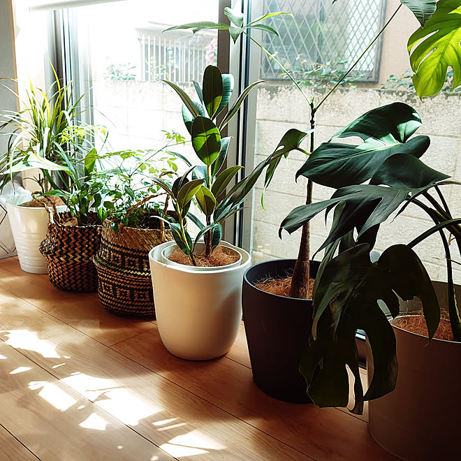 グリーンで目隠し計画 窓 観葉植物 モンステラ パキラ などのインテリア実例 22 03 12 45 30 Roomclip ルームクリップ