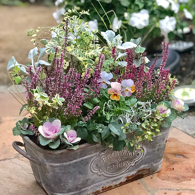 玄関 入り口 カルーナ ハボタン ビオラ寄せ植え ビオラの季節 などのインテリア実例 18 11 22 57 Roomclip ルームクリップ