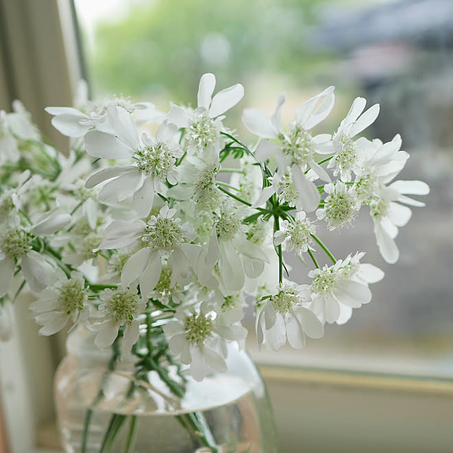ベッド周り みて頂きありがとうございます 癒し 趣味 庭の花 などのインテリア実例 21 05 05 07 37 25 Roomclip ルームクリップ