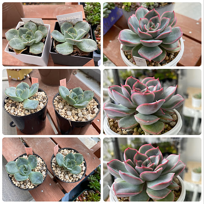 可愛くなるよ 100均多肉 ヘラクレスのインテリア実例 21 06 05 22 38 09 Roomclip ルームクリップ