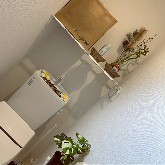 コーナンガーデン 観葉植物 100均 多肉植物 コーナン などのインテリア実例 22 03 24 00 34 50 Roomclip ルームクリップ