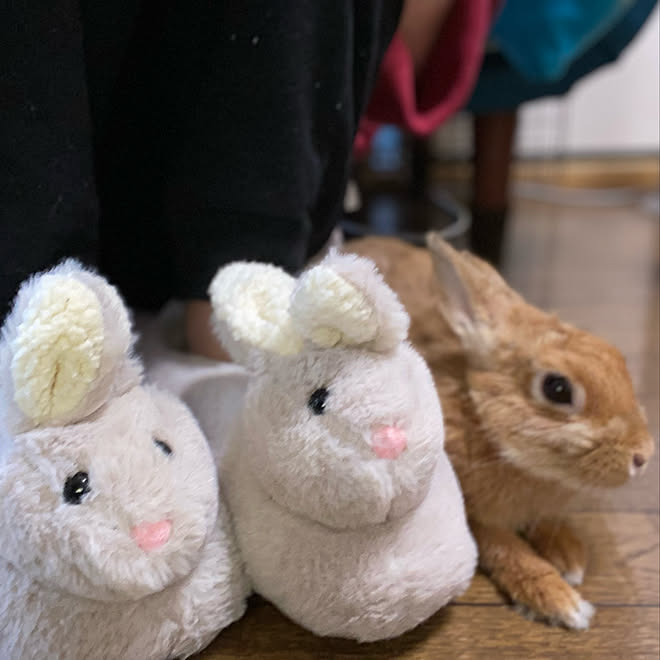 うさぎのいる生活 うさぎと暮らす ぬいぐるみスリッパ フライングタイガー ルームシューズ などのインテリア実例 12 02 10 25 23 Roomclip ルームクリップ