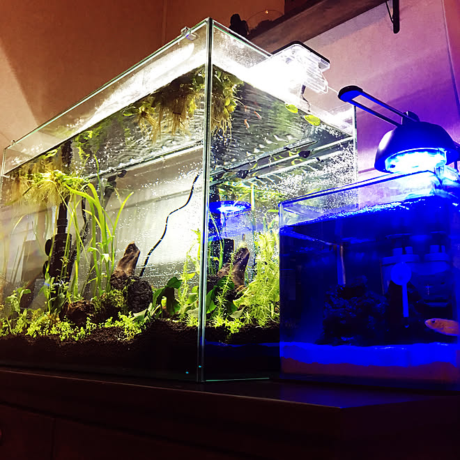 リビング ペットと暮らす家 グリーンのある暮らし 水草 溶岩石 などのインテリア実例 17 08 19 14 18 07 Roomclip ルームクリップ