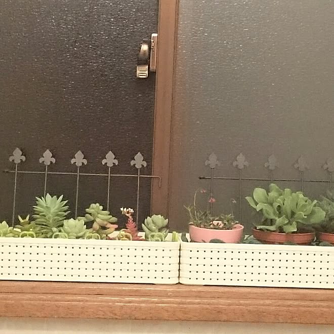 バス トイレ 雑貨 多肉植物 霧吹き アイアン雑貨のインテリア実例 16 02 17 01 02 01 Roomclip ルームクリップ