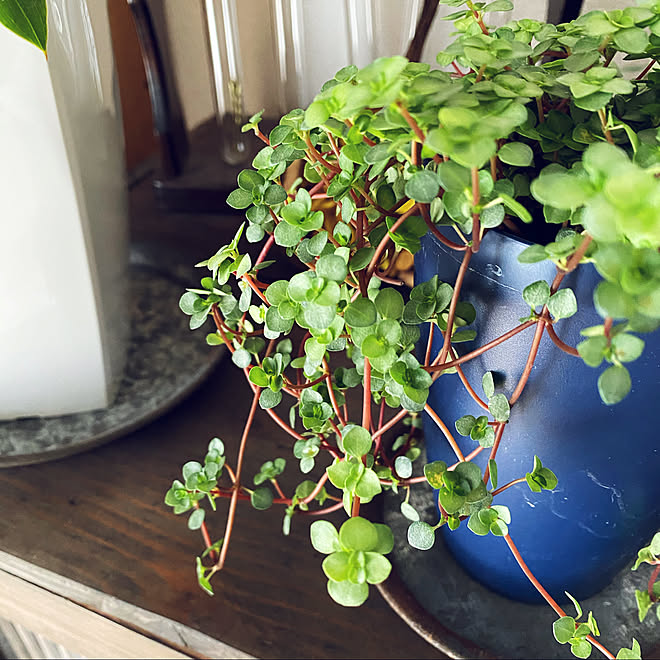 癒し 花のある暮らし 観葉植物 庭 雑貨 などのインテリア実例 21 05 03 08 10 16 Roomclip ルームクリップ