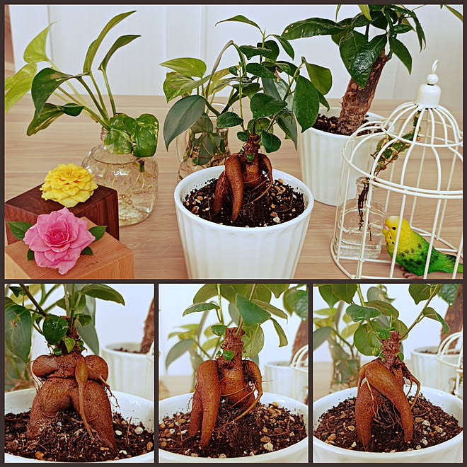 棚 ガジュマル 植物のある暮らし ポトス 100均 などのインテリア実例 21 09 23 12 17 07 Roomclip ルームクリップ