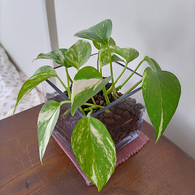 棚 ポトス水挿し ハイドロカルチャー 植物のある暮らし 観葉植物 などのインテリア実例 21 05 02 12 12 50 Roomclip ルームクリップ 棚 ポトス水挿し ハイドロカルチャー 植物のある暮らし 観葉植物 などのインテリア実例 21 05 02 12 12 50 Roomclip ルームクリップ