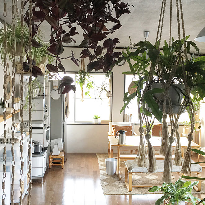 結婚記念日 植物のある部屋 グリーンのある生活 グリーンのある暮らし 観葉植物のある部屋 などのインテリア実例 08 23 18 02 42 Roomclip ルームクリップ