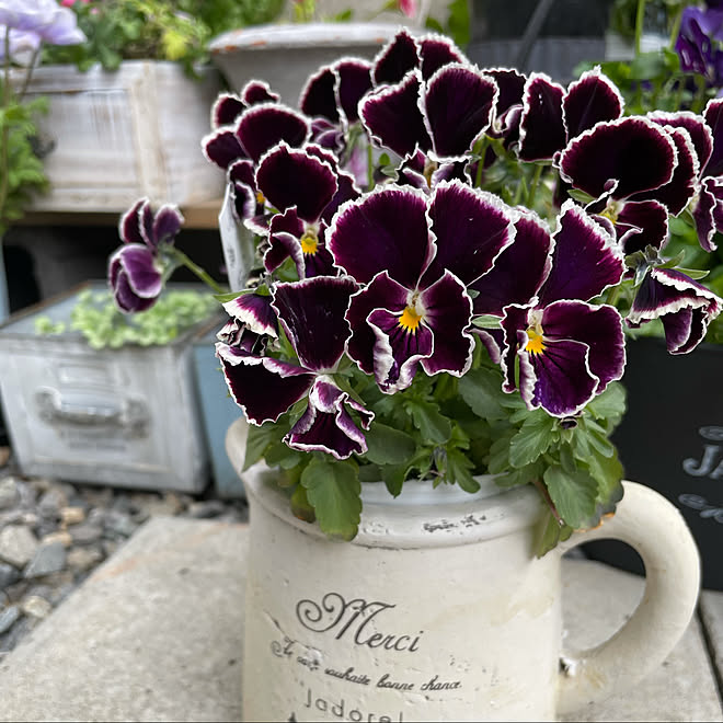 ビオラ 鉢植え お花のある暮らし 寄せ植え初心者 パープル好き などのインテリア実例 21 03 18 23 32 39 Roomclip ルームクリップ