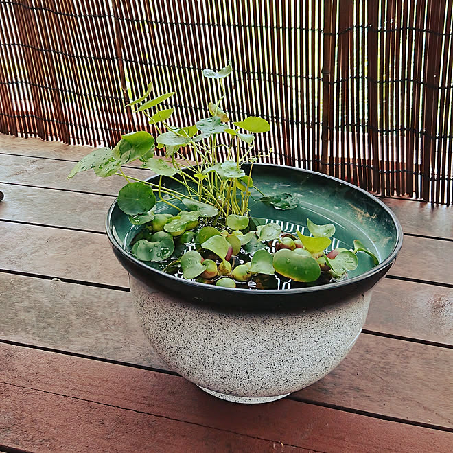 玄関 入り口 睡蓮鉢めだか よしず ウッドデッキのインテリア実例 18 06 12 08 59 Roomclip ルームクリップ