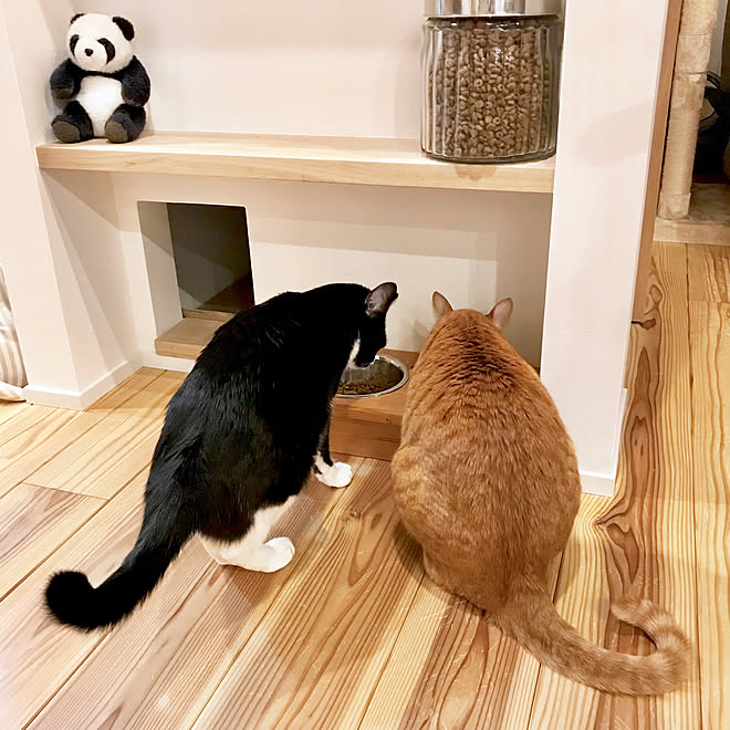 ねこトイレ 王寺動物園パンダ ねこのいる日常 隠してます 北欧 などのインテリア実例 19 02 19 16 56 24 Roomclip ルームクリップ ねこトイレ 王寺動物園パンダ ねこのいる日常 隠してます 北欧 などのインテリア実例 19 02 19 16 56 24 Roomclip ルームクリップ