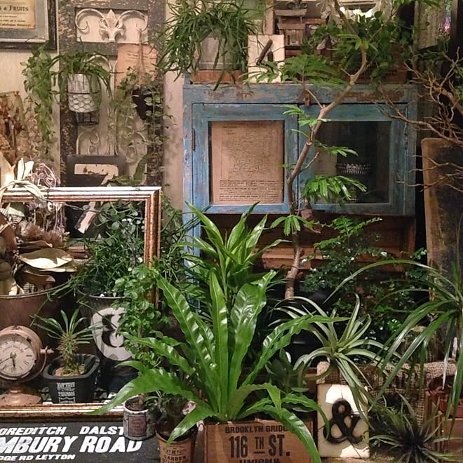 観葉植物 キャビネット 植物好き 植物のある部屋 渋谷園芸 などのインテリア実例 15 11 28 05 42 31 Roomclip ルームクリップ