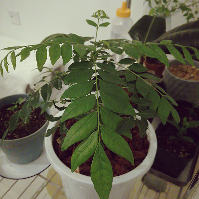 カレーリーフ 観葉植物 趣味 園芸 ハーブのインテリア実例 18 11 02 00 27 31 Roomclip ルームクリップ カレーリーフ 観葉植物 趣味 園芸 ハーブのインテリア実例 18 11 02 00 27 31 Roomclip ルームクリップ