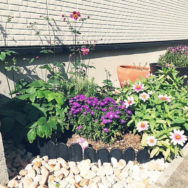 壁 天井 秋明菊 自作花壇 永大の家 いつものお花屋さん などのインテリア実例 21 09 27 10 45 43 Roomclip ルームクリップ