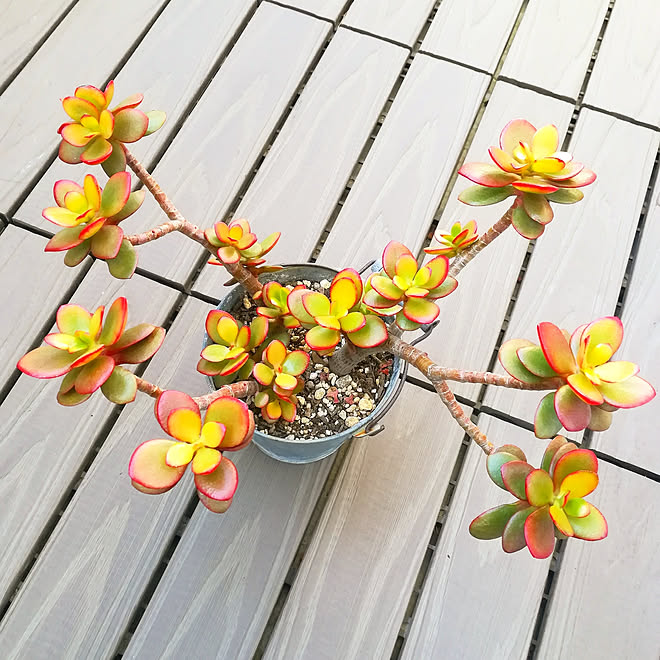 玄関/入り口/山善/多肉植物のインテリア実例 - 2019-11-22 21:31:51