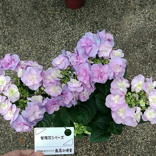 あじさい 鉢植え 花 紫陽花 多年草 などのインテリア実例 05 22 23 46 38 Roomclip ルームクリップ