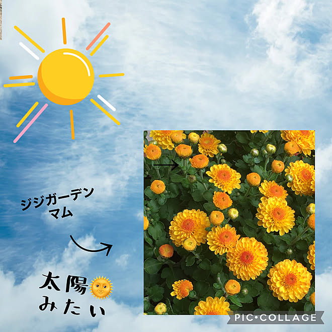 秋の花 キク科の多年草 9月も終わります 秋晴れ 過ごしやすくなりました などのインテリア実例 21 09 28 13 19 58 Roomclip ルームクリップ