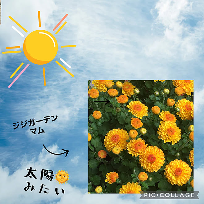 秋の花 キク科の多年草 9月も終わります 秋晴れ 過ごしやすくなりました などのインテリア実例 21 09 28 13 19 58 Roomclip ルームクリップ