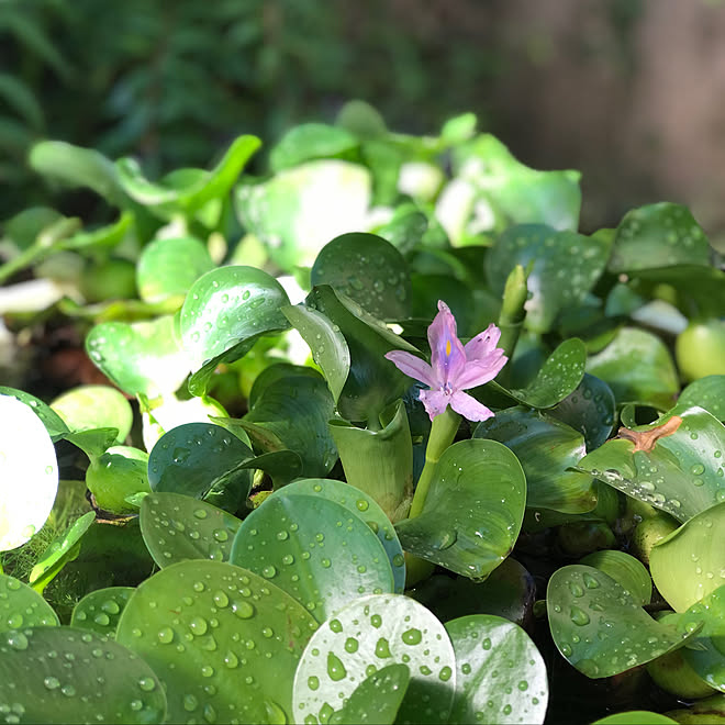 めだか鉢 紫色の花 ホテイアオイの花 夏 癒しの空間 などのインテリア実例 21 08 10 11 09 09 Roomclip ルームクリップ