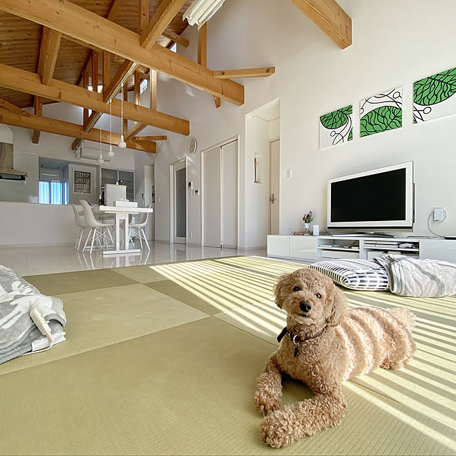 平屋 犬と暮らす 部屋全体のインテリア実例 01 29 12 56 55 Roomclip ルームクリップ