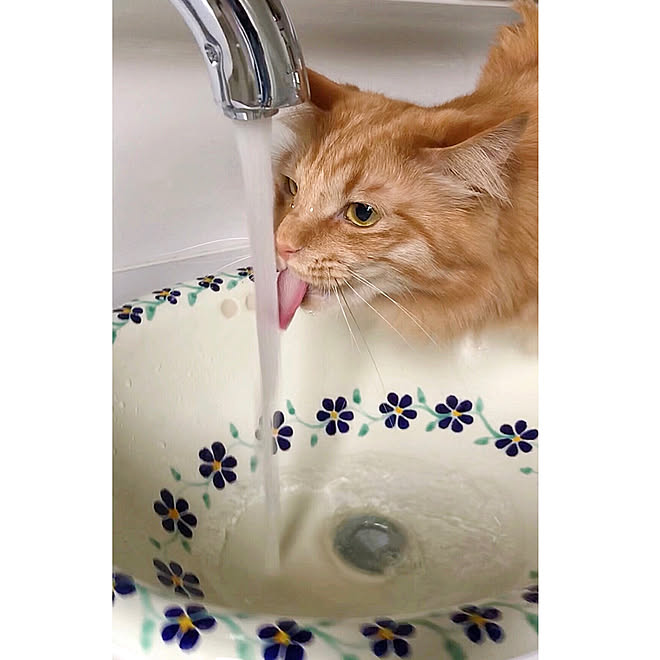 自動水栓で水を飲む猫 洗面所diyのインテリア実例 18 06 09 11 01 33 Roomclip ルームクリップ