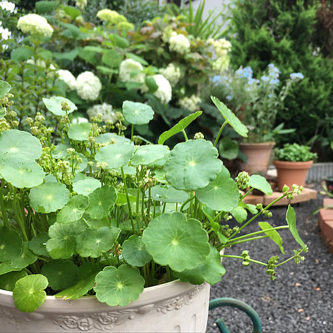 18 6 18 ウォーターマッシュルーム 花のある暮らし 花が好き みどりのある暮らし などのインテリア実例 18 06 18 18 35 29 Roomclip ルームクリップ 18 6 18 ウォーターマッシュルーム 花のある暮らし 花が好き みどりのある暮らし などのインテリア実例 18 06 18 18 35 29 Roomclip ルームクリップ