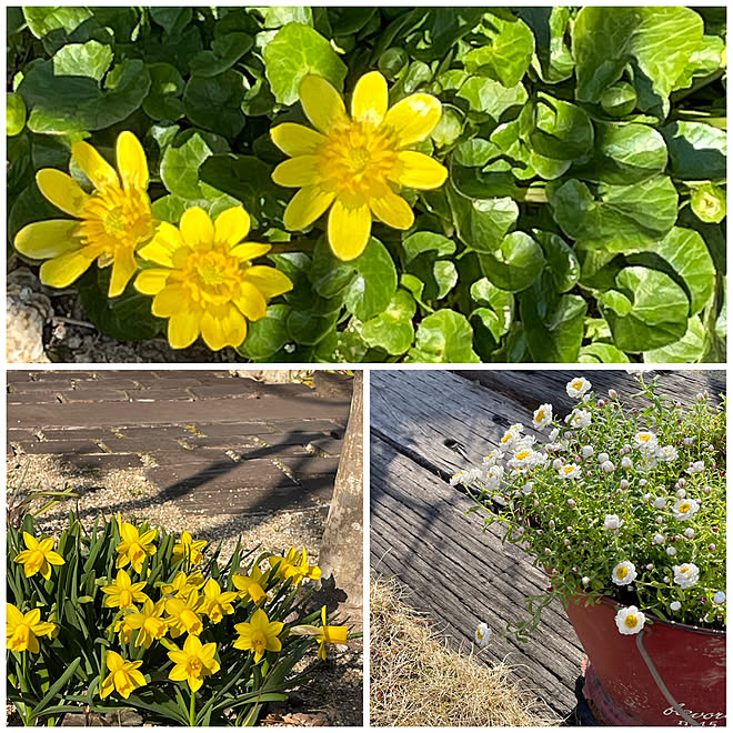 ミモザは来年のお楽しみ 春の黄色い花たち リュウキンカ スイセン ガーデニング などのインテリア実例 22 03 09 06 30 40 Roomclip ルームクリップ