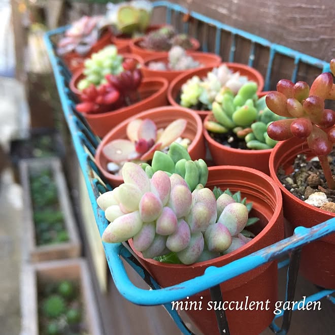 玄関/入り口/雑貨/DIY/ハンドメイド/多肉植物のインテリア実例 - 2016-03-18 15:43:01