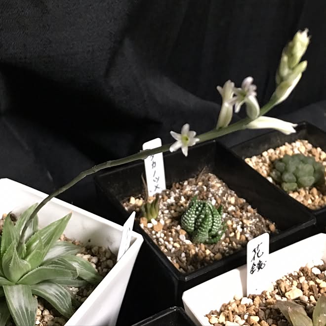 部屋全体 ハオルチア花 多肉植物 ハオルチア 多肉花のインテリア実例 17 03 19 15 57 45 Roomclip ルームクリップ
