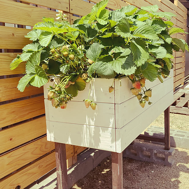 庭 Diy プランター いちご栽培 四季なりイチゴ などのインテリア実例 22 05 05 12 32 32 Roomclip ルームクリップ 庭 Diy プランター いちご栽培 四季なりイチゴ などのインテリア実例 22 05 05 12 32 32 Roomclip ルームクリップ