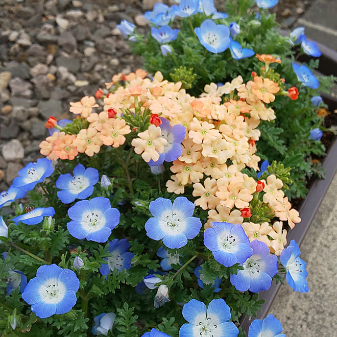 玄関 入り口 寄せ植え 花のある暮らし かわいいもの ネモフィラ などのインテリア実例 22 05 12 12 10 59 Roomclip ルームクリップ