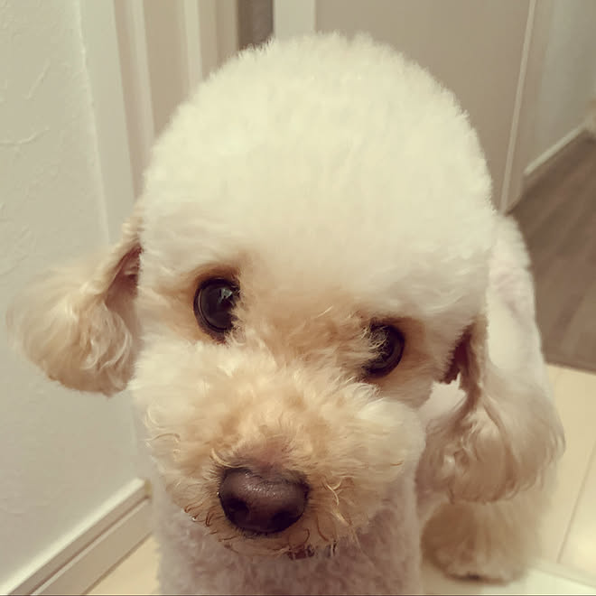 トイプードル多頭飼い 一人暮らし ペットと暮らす家 トイプードルと暮らす 犬と暮らす などのインテリア実例 21 05 12 37 10 Roomclip ルームクリップ